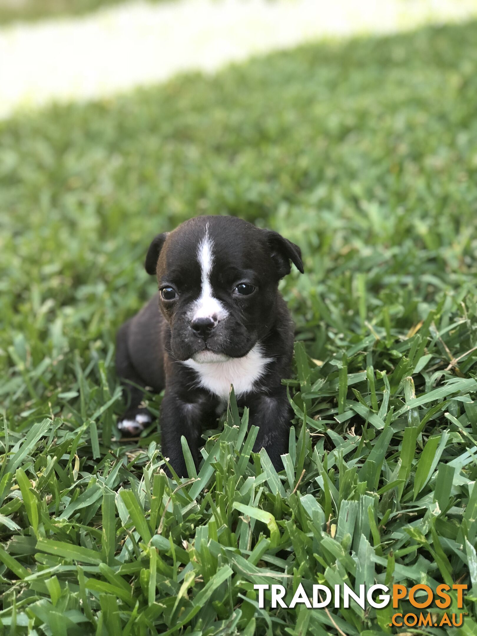 Frenchbulldog x pug ( Frugs)