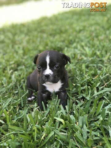 Frenchbulldog x pug ( Frugs)