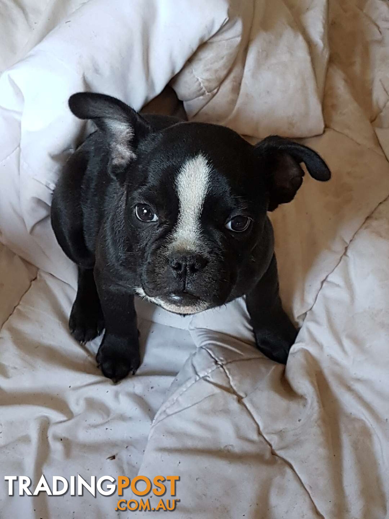 Frenchbulldog x pug ( Frugs)