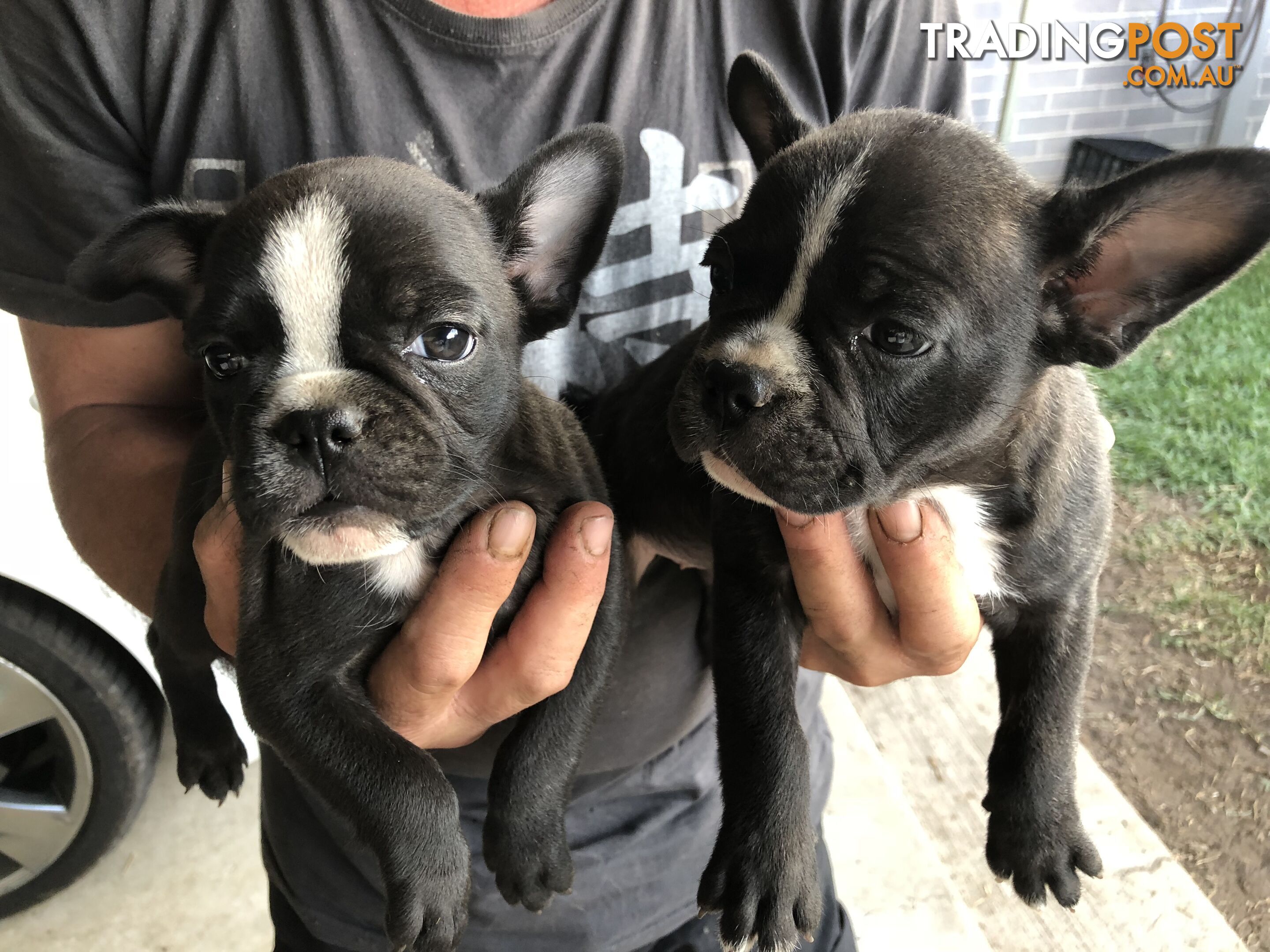 Frenchbulldog x pug ( Frugs)