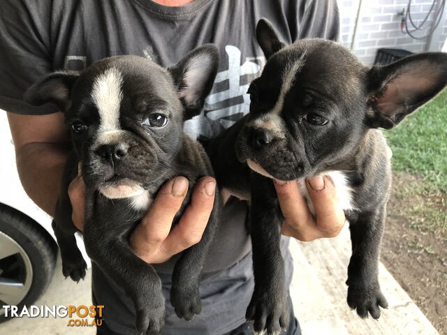 Frenchbulldog x pug ( Frugs)