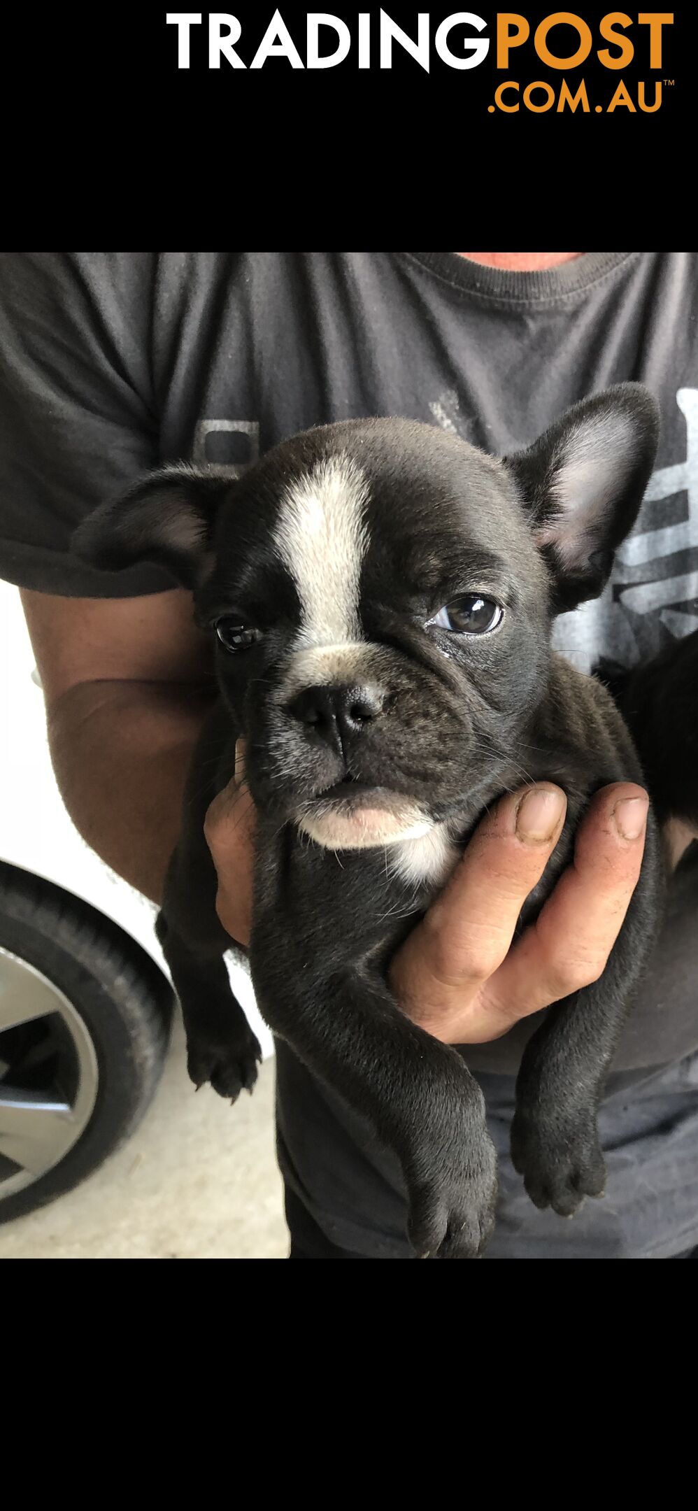 Frenchbulldog x pug ( Frugs)