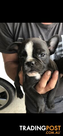 Frenchbulldog x pug ( Frugs)