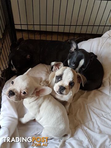 Frenchbulldog x pug ( Frugs)