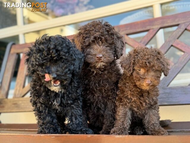 Pure Toy Poodles, chocolate brown, brown, black. FEMALES. Non-shedding coats. Lyndhurst