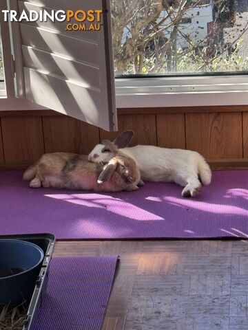 2 gorgeous eared bunnies!!