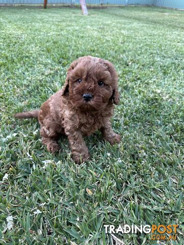 F2 ruby male cavoodles