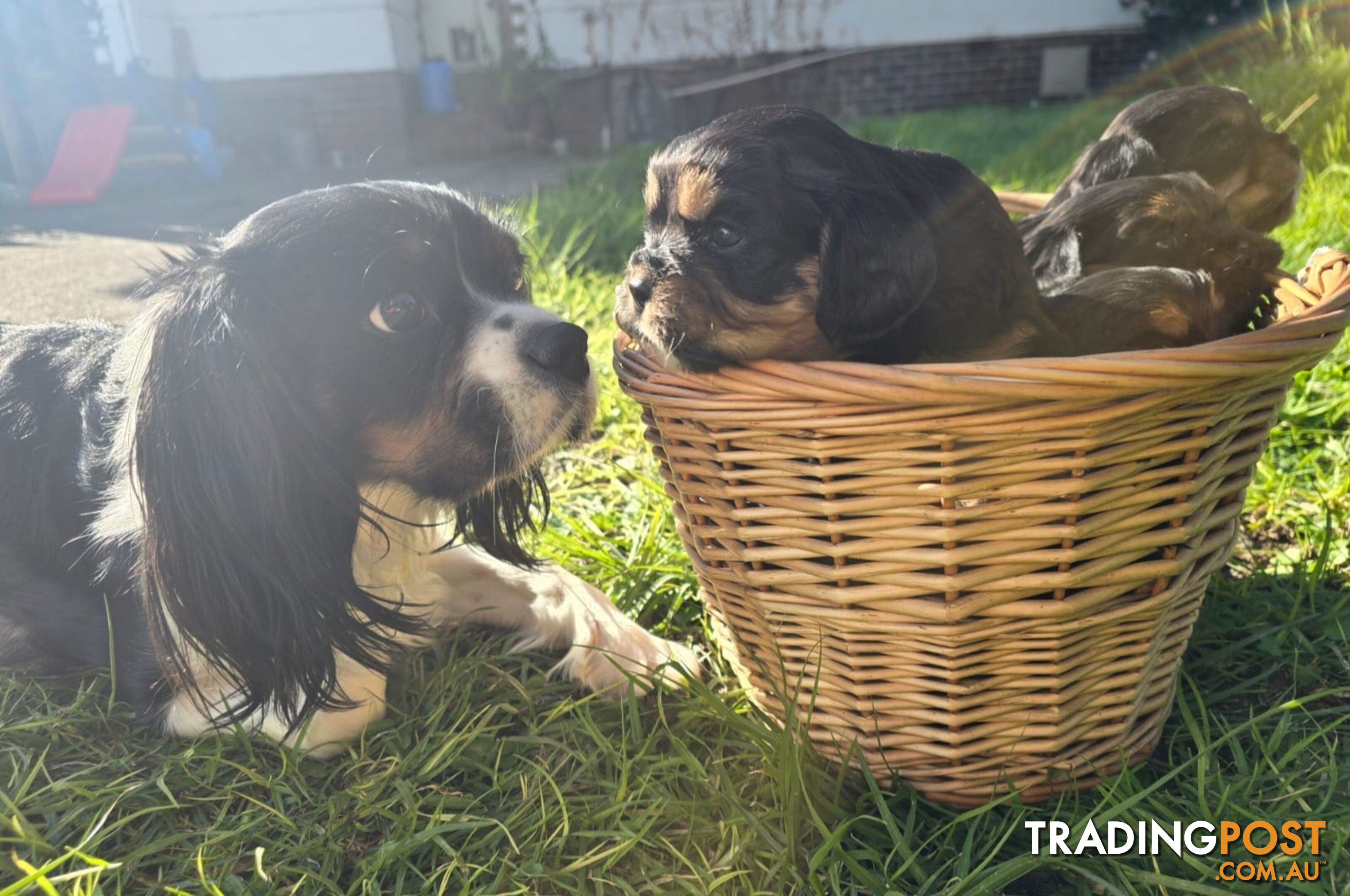 Cavalier King Charles X Puppies