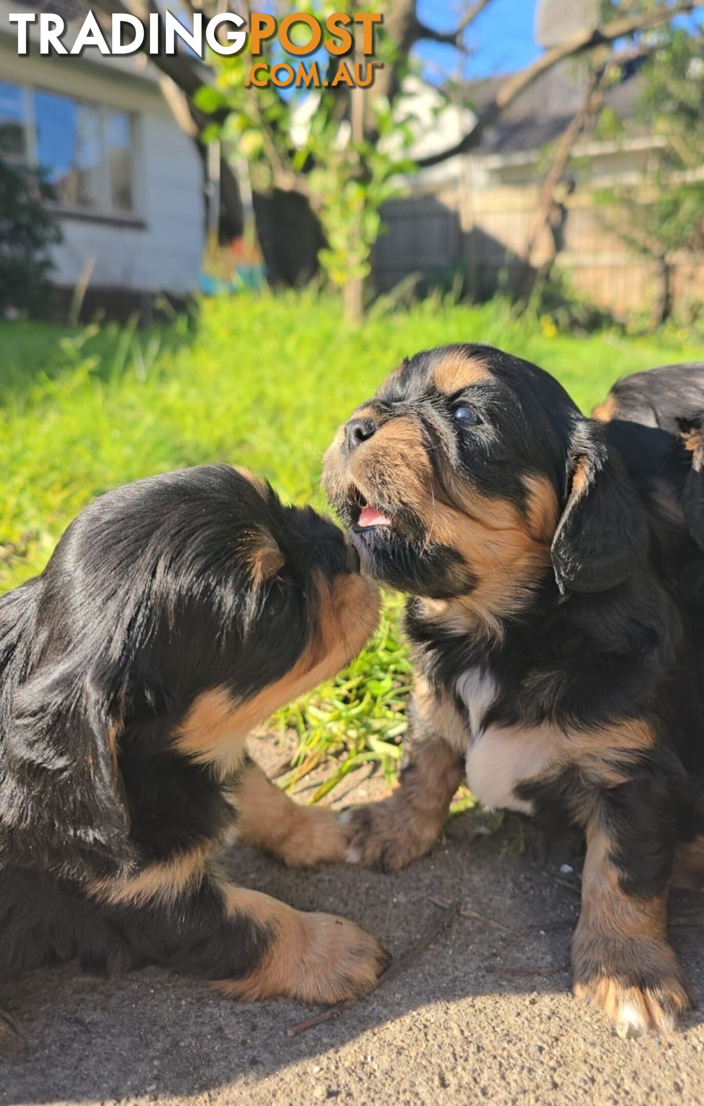 Cavalier King Charles X Puppies