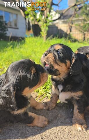 Cavalier King Charles X Puppies