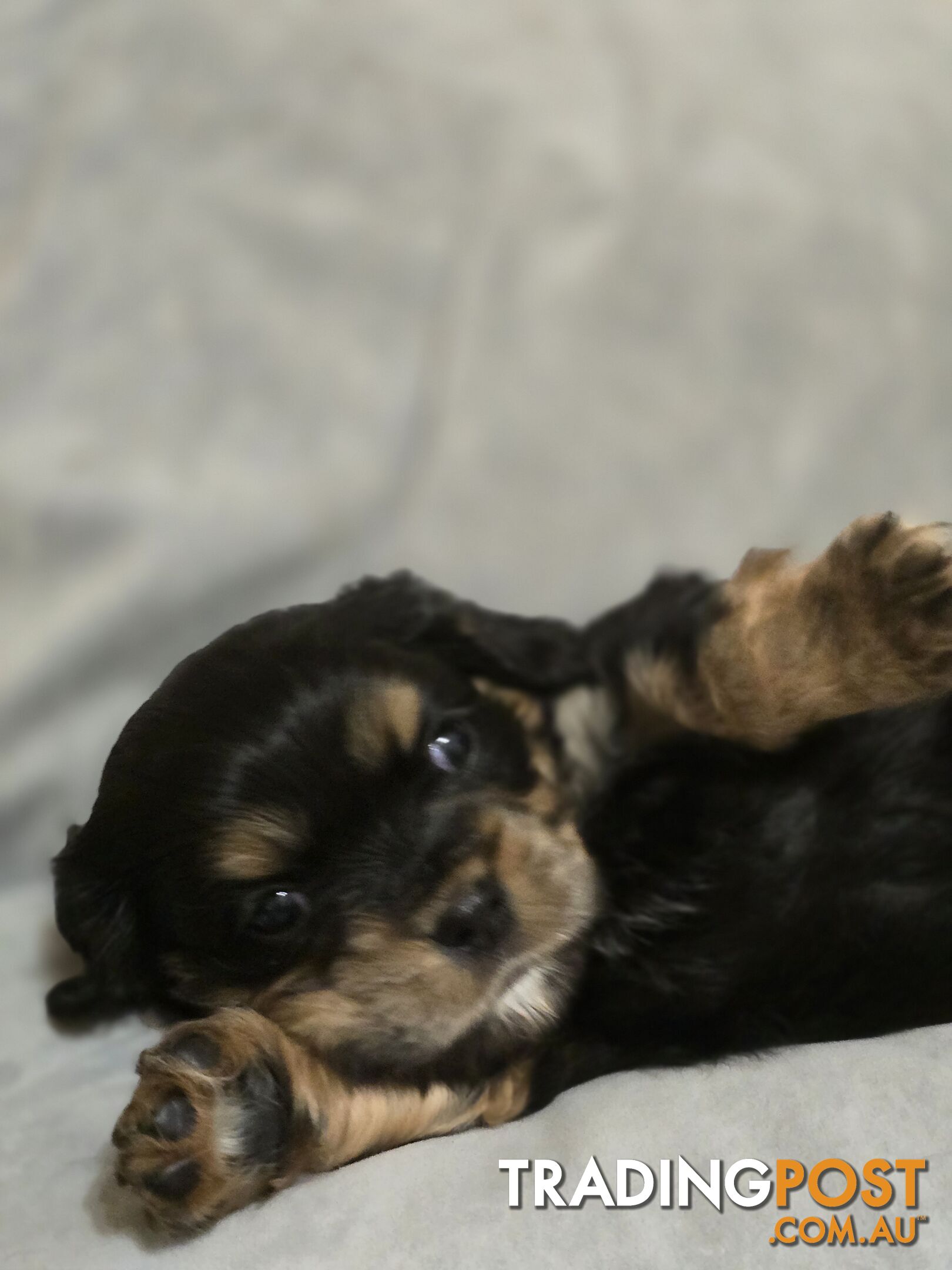 Cavalier King Charles X Puppies