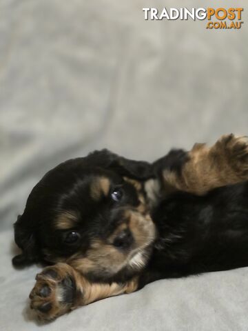 Cavalier King Charles X Puppies