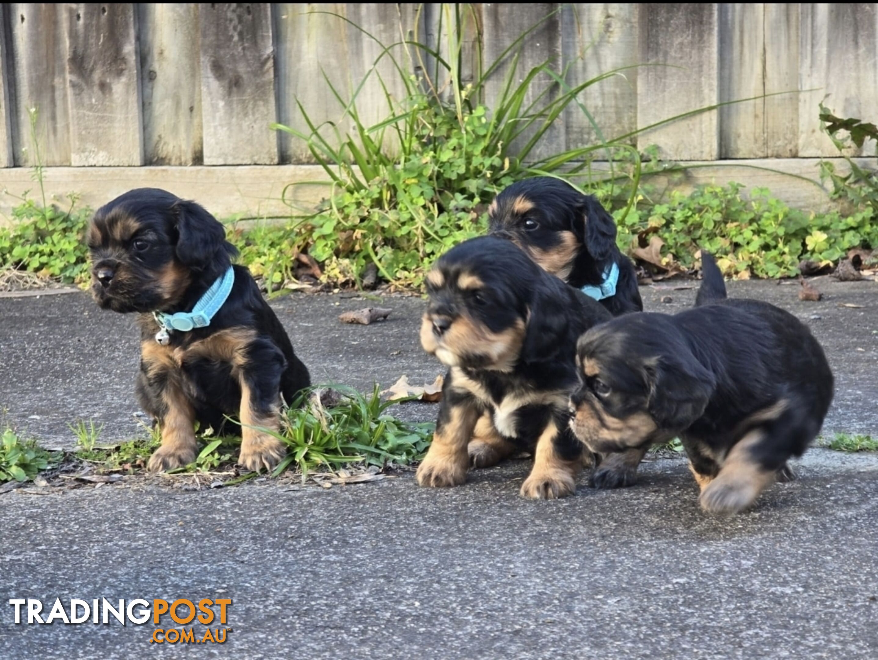 Cavalier King Charles X Puppies