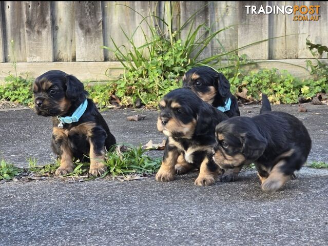 Cavalier King Charles X Puppies