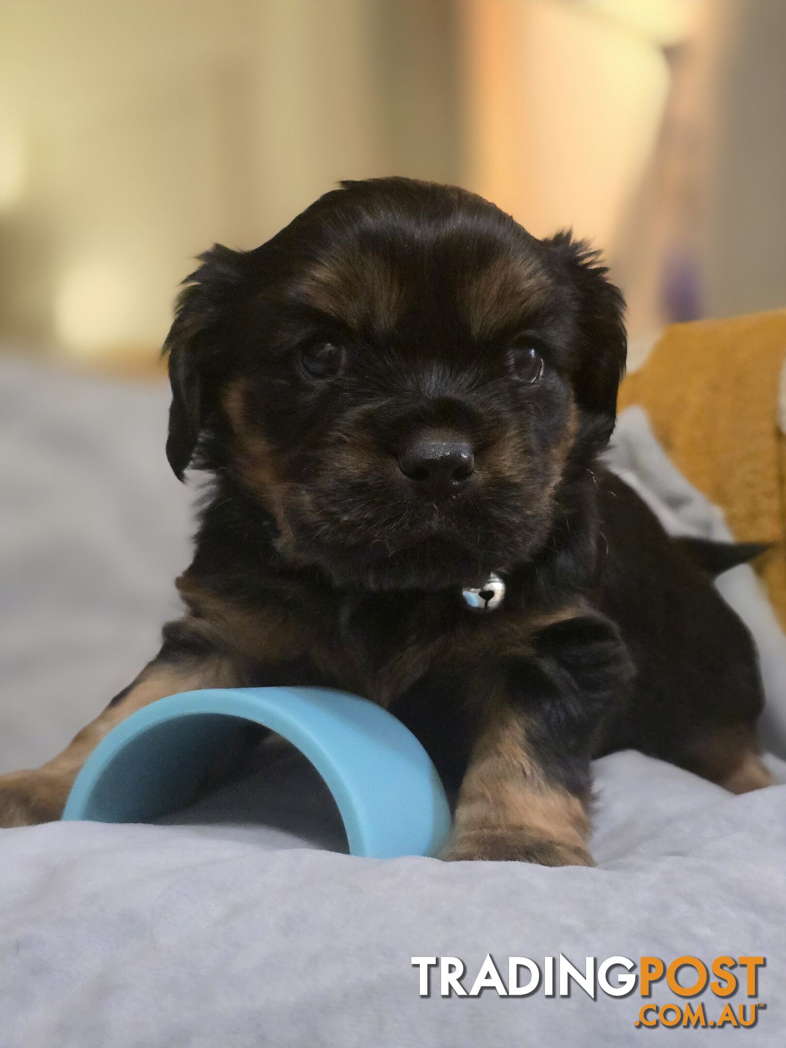 Cavalier King Charles X Puppies