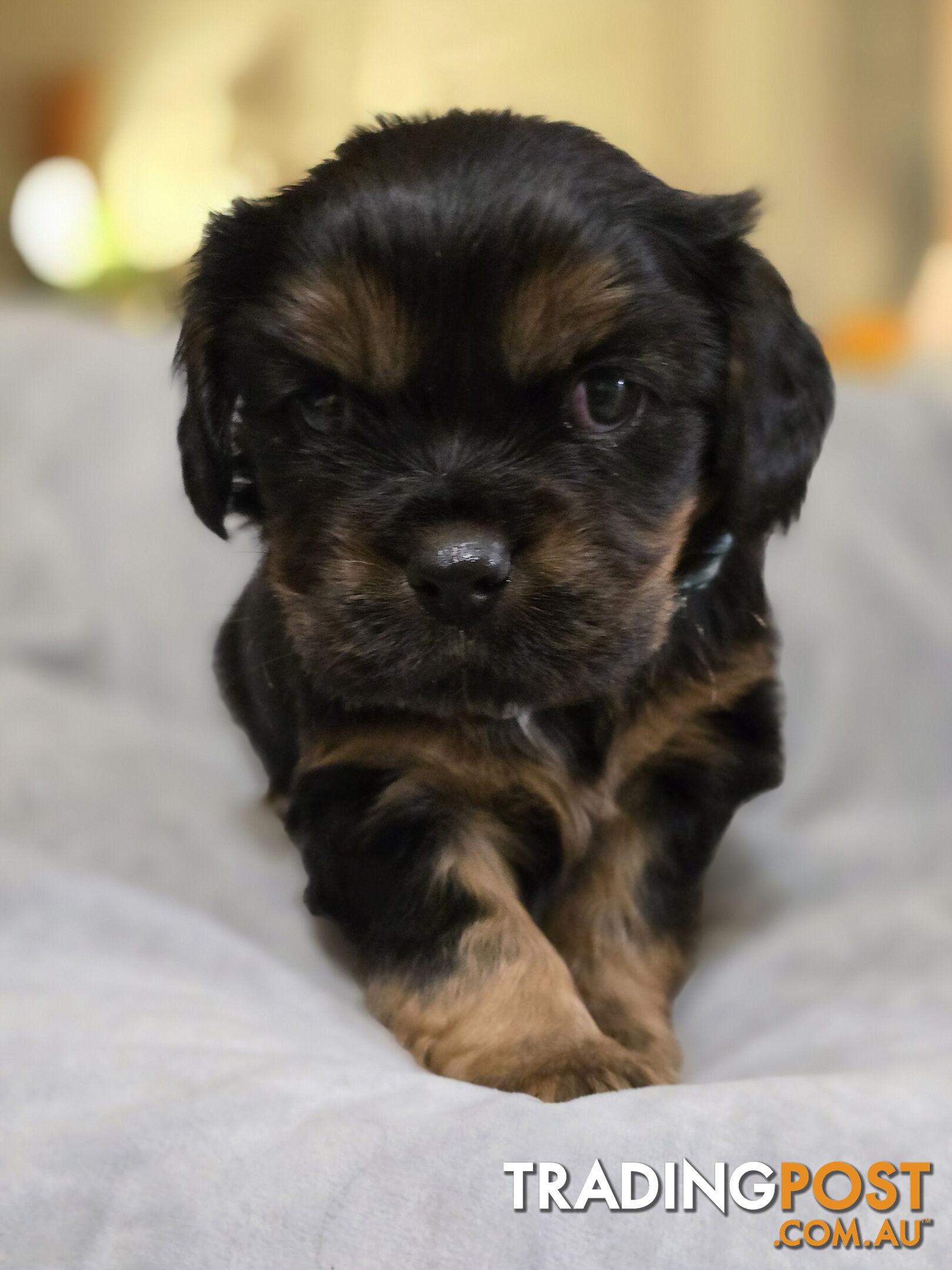 Cavalier King Charles X Puppies