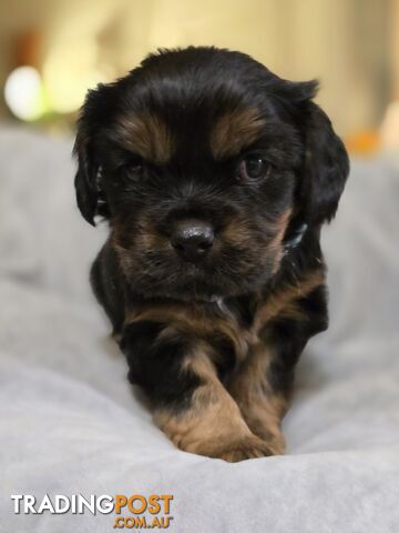 Cavalier King Charles X Puppies