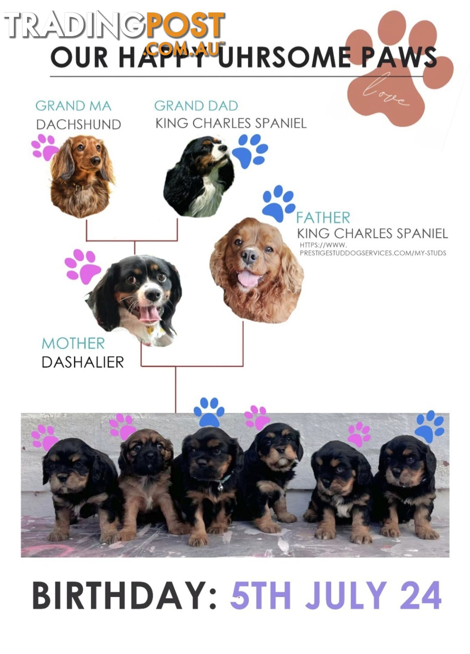 Cavalier King Charles X Puppies