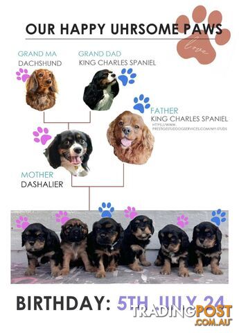 Cavalier King Charles X Puppies