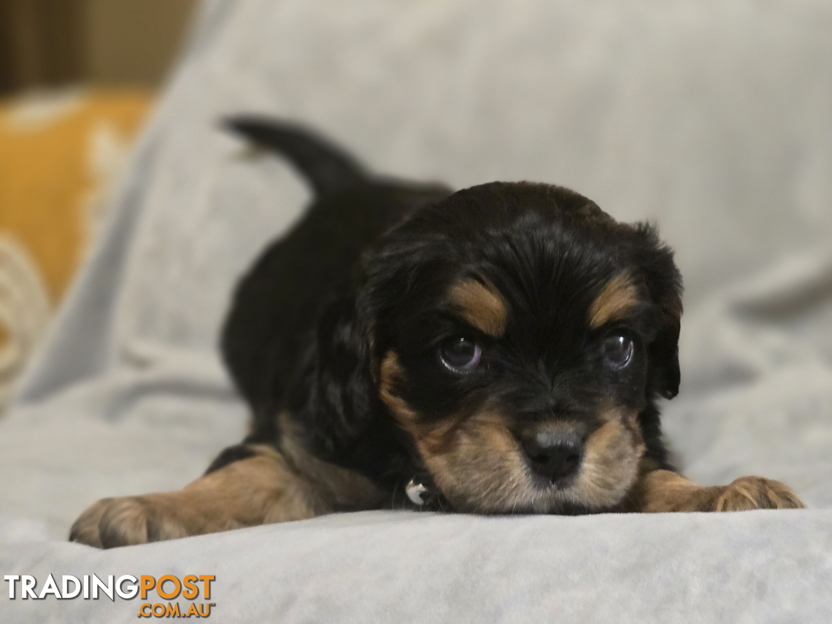 Cavalier King Charles X Puppies