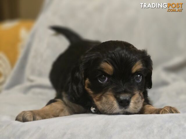 Cavalier King Charles X Puppies