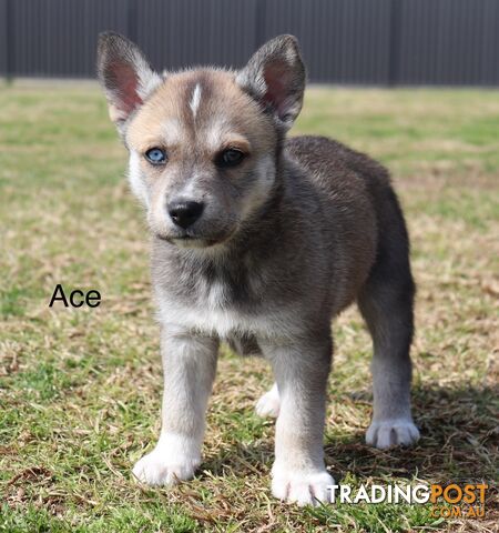 Shepsky ( husky x German shepherd)