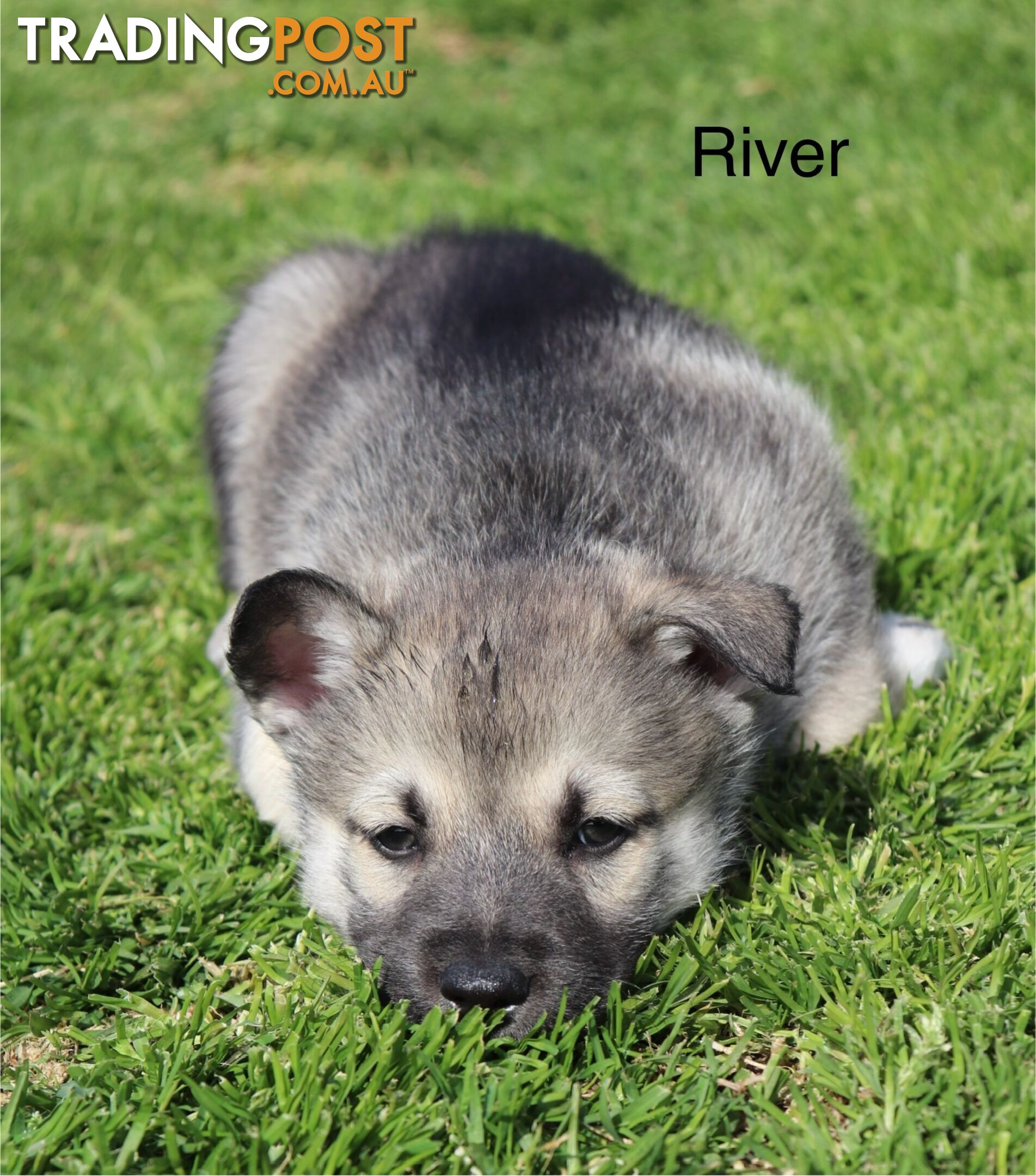 Shepsky ( husky x German shepherd)