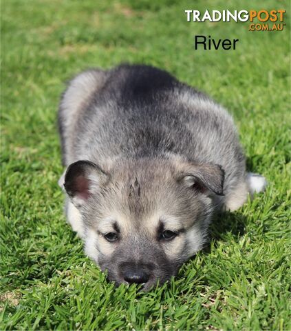 Shepsky ( husky x German shepherd)