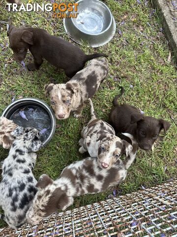 Border collie x Kollie pups