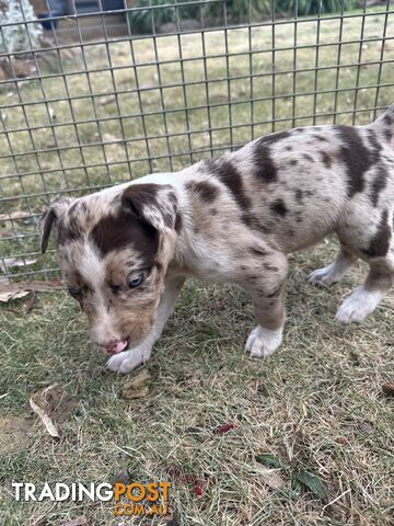 Border collie x Kollie pups