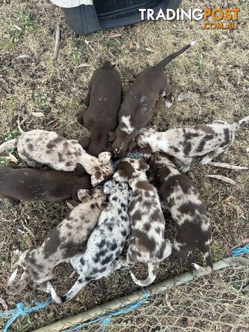 Border collie x Kollie pups