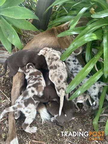 Border collie x Kollie pups