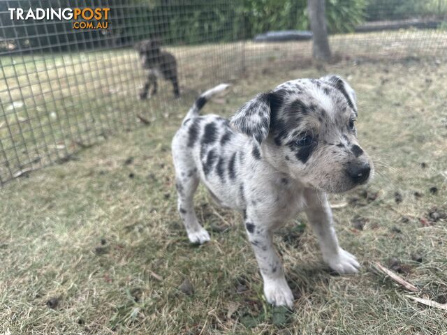 Border collie x Kollie pups