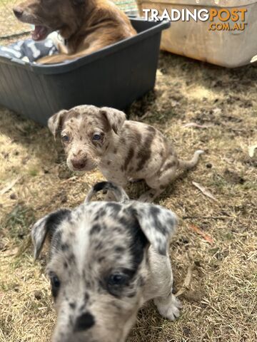 Border collie x Kollie pups