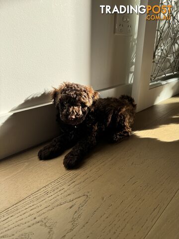 Toy Poodle - Chocolate