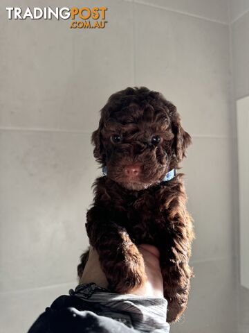 Toy Poodle - only Chocolate remaining