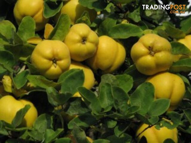Wanted: Quince and crab apples fruit wantex