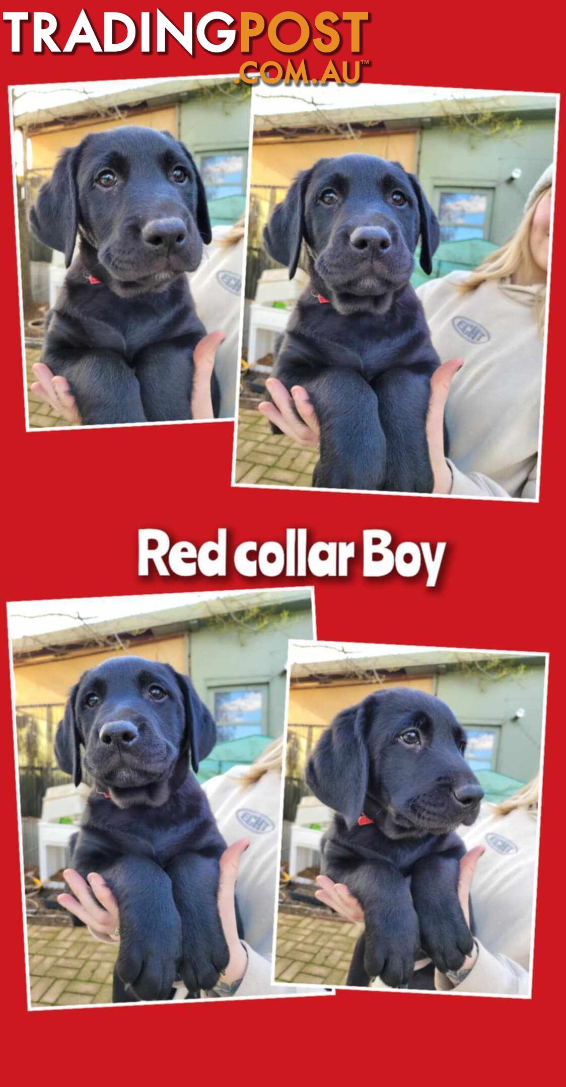PUREBRED LABRADOR PUPS  *** ONLY $800 EACH***