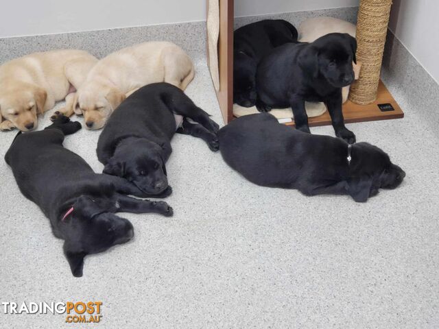 PUREBRED LABRADOR PUPS  *** ONLY $800 EACH***8 weeks old