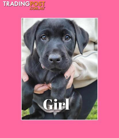 PUREBRED LABRADOR PUPS  *** ONLY $500 EACH***