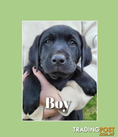 PUREBRED LABRADOR PUPS  *** ONLY $500 EACH***ONLY 3 LEFT