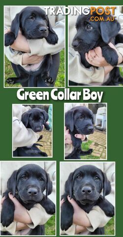 PUREBRED LABRADOR PUPS  *** ONLY $800 EACH***