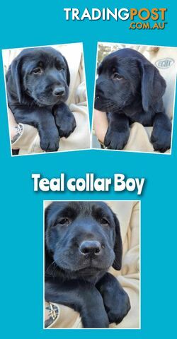 PUREBRED LABRADOR PUPS  *** ONLY $800 EACH***