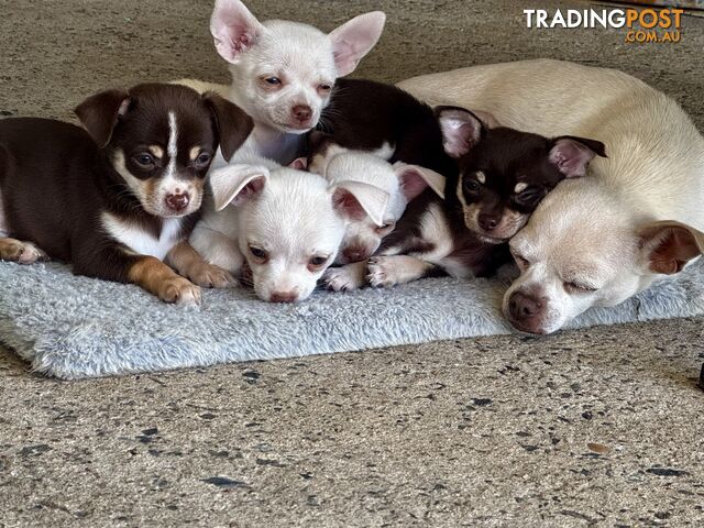 Purebred Chihuahua Puppies