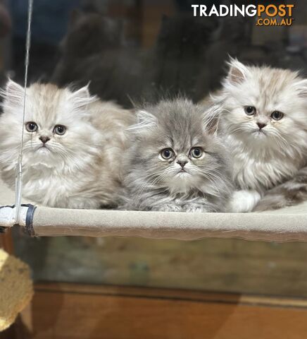 Persian kittens pure bred female 1 cream still available