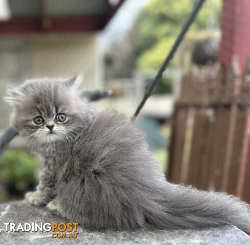 Persian kittens pure bred female