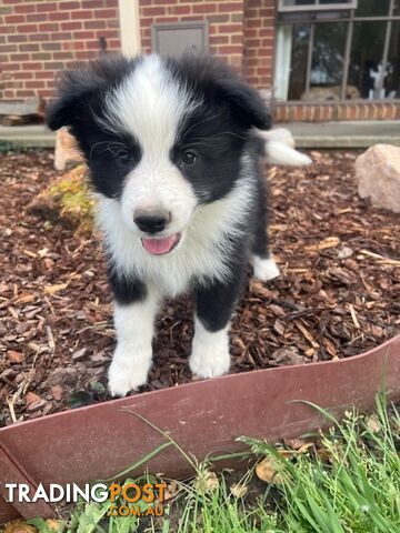 Beautiful Pure Bred Border Collie Puppies with Pedigree Papers