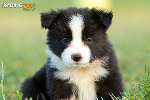 Beautiful Pure Bred Border Collie Puppies with Pedigree Papers