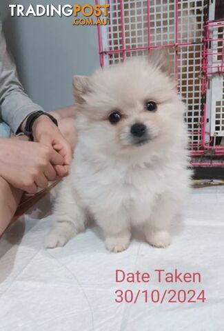 A Very Tiny Cute Pure Bred Pomeranian Pups boy.