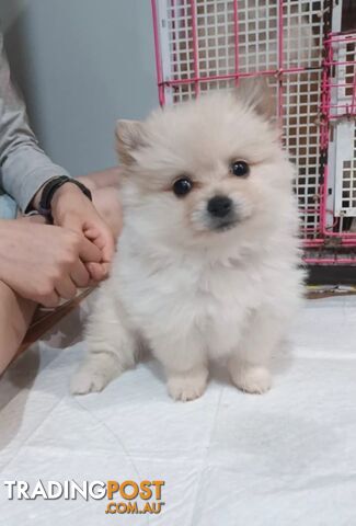 Very Tiny Cute Pure Bred Pomeranian Pups boys and girl.